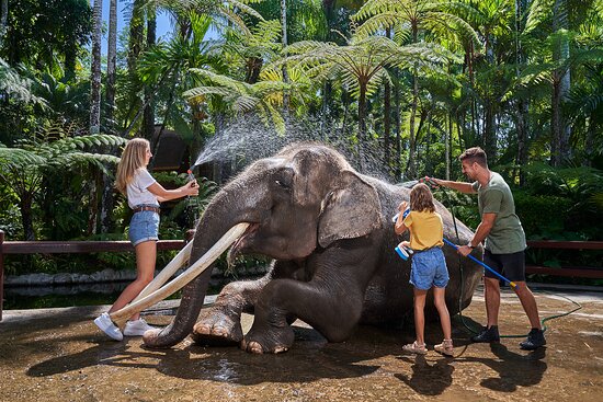 Bathing elephant in Bali
