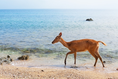 Deer on the beach, best experience in Bali